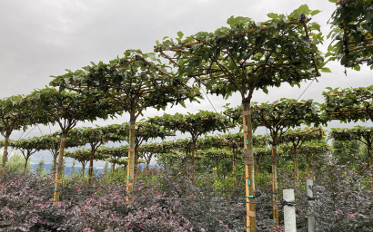 morus alba fruchtlose dachform